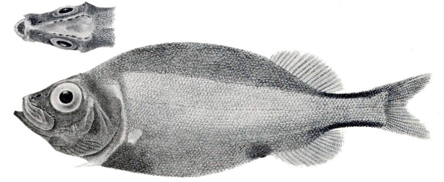 Platytroctes apus_0001.jpg